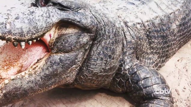 CIDADES DE ORLANDO PGM#3 – St Augustine