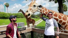 OFF ORLAND0 – T1 EP11